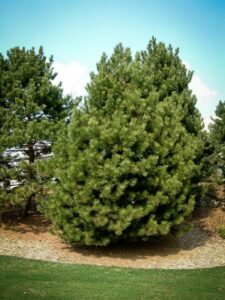 Сосна Чёрная (Pinus Nigra) купить по цене от 270.00р. в интернет-магазине «Посадика» с доставкой почтой в в Биробиджане и по всей России – [изображение №1].