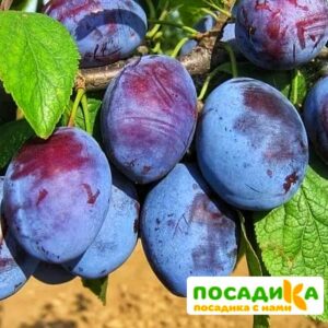 Слива Чачакская ранняя купить по цене от 229.00р. в интернет-магазине «Посадика» с доставкой почтой в в Биробиджане и по всей России – [изображение №1].