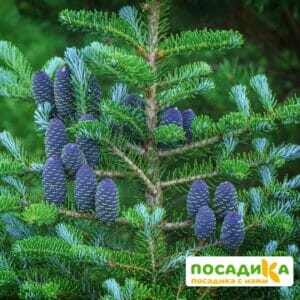 Пихта корейская (Abies koreana) купить по цене от 450.00р. в интернет-магазине «Посадика» с доставкой почтой в в Биробиджане и по всей России – [изображение №1].