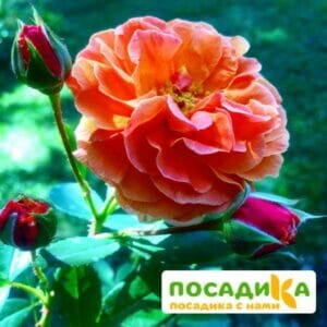 Роза Арабия купить по цене от 350.00р. в интернет-магазине «Посадика» с доставкой почтой в в Биробиджане и по всей России – [изображение №1].