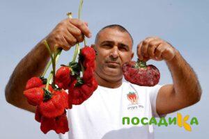 Клубника Гигант Джорнея купить по цене от 266р. в интернет-магазине «Посадика» с доставкой почтой в в Биробиджане и по всей России – [изображение №1].