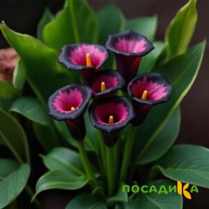 Калла Аура Лейс купить по цене от 400р. в интернет-магазине «Посадика» с доставкой почтой в в Биробиджане и по всей России – [изображение №1].