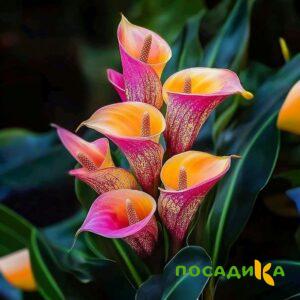 Калла Оникс купить по цене от 450р. в интернет-магазине «Посадика» с доставкой почтой в в Биробиджане и по всей России – [изображение №1].