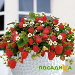 Клубника Рубиновый Шепот (горшечная) купить по цене от 240р. в интернет-магазине «Посадика» с доставкой почтой в в Биробиджане и по всей России – [изображение №1].
