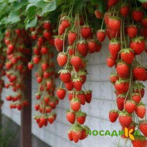 Клубника вьющаяся Комплимент купить по цене от 470р. в интернет-магазине «Посадика» с доставкой почтой в в Биробиджане и по всей России – [изображение №1].