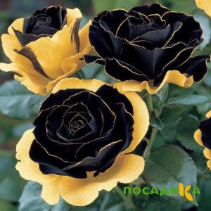 Роза Ханни Сикл купить по цене от 700р. в интернет-магазине «Посадика» с доставкой почтой в в Биробиджане и по всей России – [изображение №1].