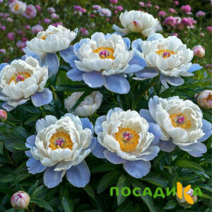 Пион акварельный Этюд купить по цене от 806р. в интернет-магазине «Посадика» с доставкой почтой в в Биробиджане и по всей России – [изображение №1].