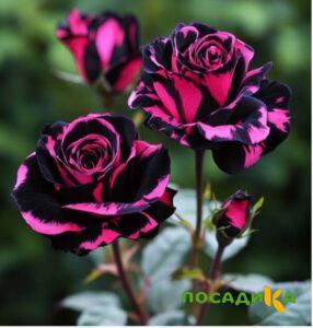 Роза Багровый Шепот купить по цене от 366р. в интернет-магазине «Посадика» с доставкой почтой в в Биробиджане и по всей России – [изображение №1].