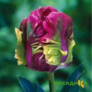 Тюльпан Экзотик Хэвен купить по цене от 186р. в интернет-магазине «Посадика» с доставкой почтой в в Биробиджане и по всей России – [изображение №1].
