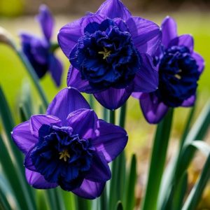 Нарцисс Арт Нуво купить по цене от 378р. в интернет-магазине «Посадика» с доставкой почтой в в Биробиджане и по всей России – [изображение №1].